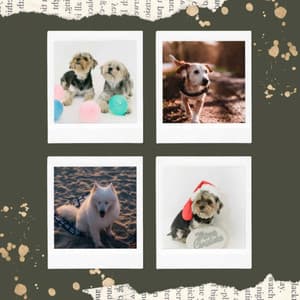 Quartet Jazz - Background for Baby and Dog - Calming Jazz For Dogs