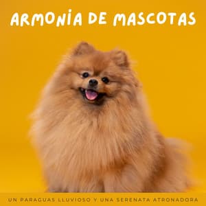 Armonía De Mascotas: Un Paraguas Lluvioso Y Una Serenata Atronadora - Sonidos pop de baja fidelidad