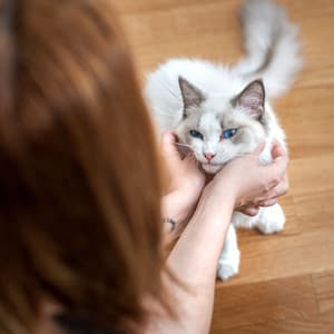 Gentle Pet Retreat: A Rainy Piano for Tranquility - Tranquil Piano