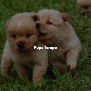 Pups Tempo - Easy Listening Morning Music