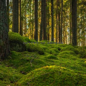 Swedish Ambience - Nature Of Sweden