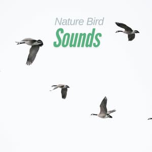 Chirps of Melodies - Nature Bird Sounds