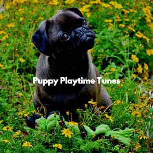 Puppy Playtime Tunes - Musique pour Cuisiner