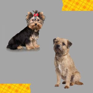 Ambiance for A Calming Pup - Separation Anxiety Dog Music