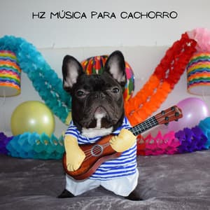 Hz Música para Cachorro - Música Para Cachorro