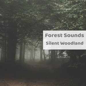Silent Woodland - Forest Sounds