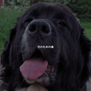 犬のための曲 - Cool Cats 1940s Jazz