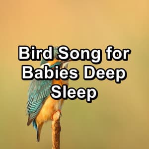 Bird Song for Babies Deep Sleep - Nature Bird Sounds