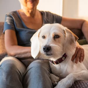 Armonía De Mascotas: Música Calmante Para Compañeros - Paseo Melódico