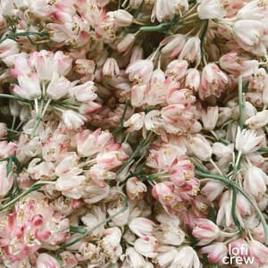 Gentle Deep Lofi Melodies - Calm Chillhop Beats