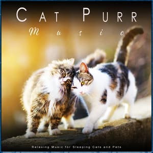 Cat Purr Music: Relaxing Music for Sleeping Cats and Pets - Cat Music Experience
