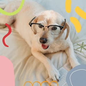 Music for Chilling Dogs - Mandolin Chill Out - Pets Relax