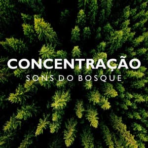 Concentração: Sons do Bosque - Musicas para Estudar Collective