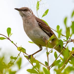 Diving Bird Sounds - National Geographic Nature Sounds