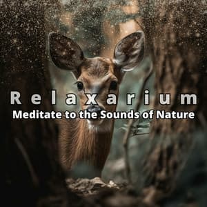 Meditate to the Sounds of Nature - Relaxarium