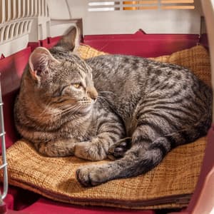 Rainy Piano's Cat Haven in Tranquility - Piano Cat