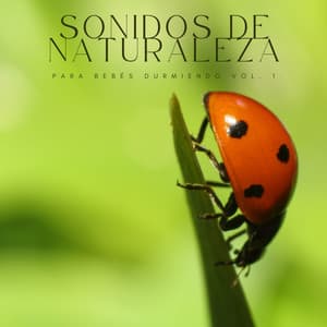Sonidos De Naturaleza Para Bebés Durmiendo Vol. 1 - Yoga & Meditación