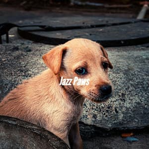 Jazz Paws - Songs for Dogs to Sleep To
