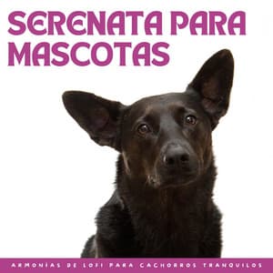 Serenata Para Mascotas: Sinfonías De Lofi Para Compañeros Felices - El Rey Lofi