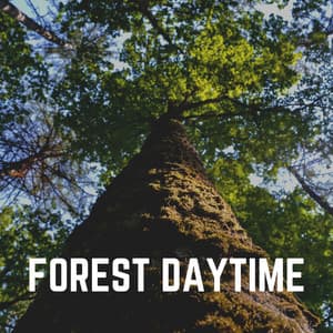 Forest Daytime - Bird Sounds