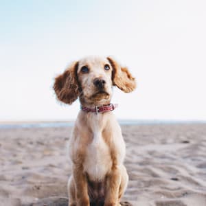 Music for Friendly Doggies - Relaxing Dog Music Classics