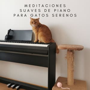 Melodías Para Patas: Meditaciones Suaves De Piano Para Gatos Serenos - Maestros de la música de piano relajante