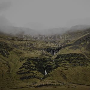 50 Sonidos Del Sueño Piezas Esenciales - Calm Music for Studying