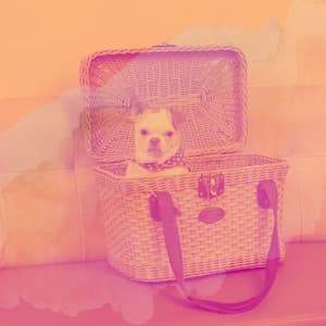 Echoes of Doggy Mental Health - Relaxing Dog Music Society