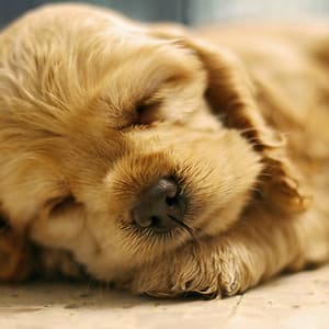 Pure Tunes for Dogs' Serene Evenings - Easy Listening Afternoon Music