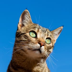 Lofi Meows: Soothing Cat Harmony - Chill Hop Lofi Study Beats