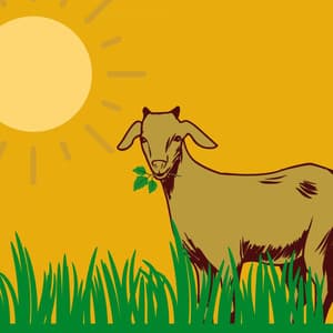 Backdrop for Acoustic Messages - Bossa Guitar Trio with Jazz Organ - Peaceful Autumn Instrumental Jazz