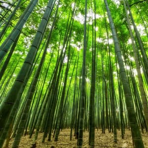 Jungle Rainfall & Water Stream Sounds. Loopable Sounds for Sleeping and Resting - The Rainforest Collective