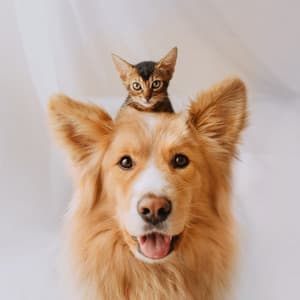 Calming Music for Pets’ Relaxation - Insomnia Relief Music