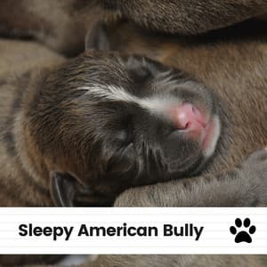 Sleepy American Bully - Dog Music
