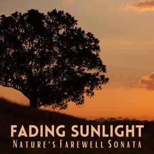 Fading Sunlight: Nature's Farewell Sonata - Field Recordings