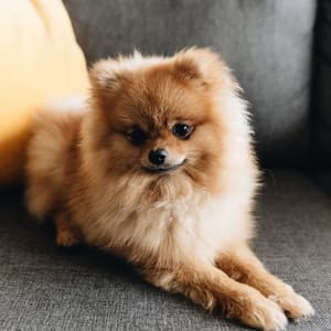 Reflective Lofi Dog Harmony: Gentle Tones for Canine Peace - Lofi Lilac