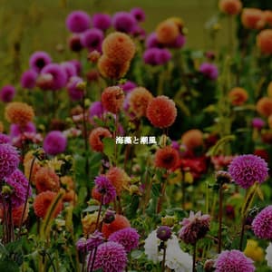 海藻と潮風 - Chill Vibes for Coffee Shops