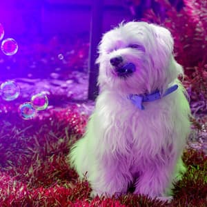 Music for Puppy Mornings - Doggy Relaxing Sounds