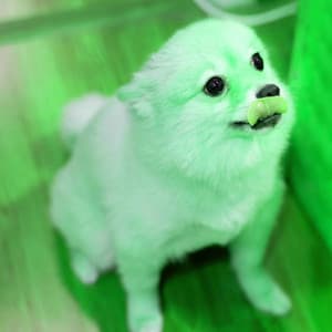 Guitar Jazz - Ambiance for Lazy Hound - Calming Dog Jazz Classics