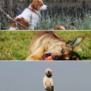 Phenomenal Smooth Jazz Chill Out - Ambiance for Sleepy Puppies - Dogs at Home