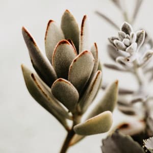 Mindful Living Massage - Sounds of Nature Relaxation