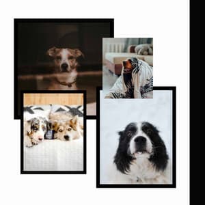 Comfy Dogs - Dog Jazz Sounds