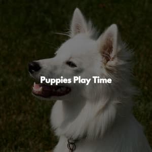Puppies Play Time - Reading Music Playlist