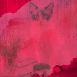 Excellent Bgm for Cozy Kittens - Cat Music Experience