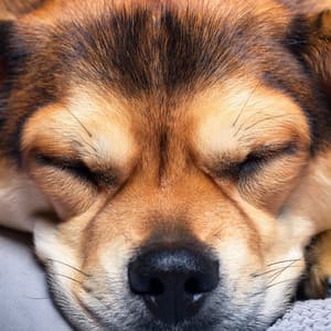 Hip Hop Dogs: Rhythms for Dogs - Soothing Lofi Music