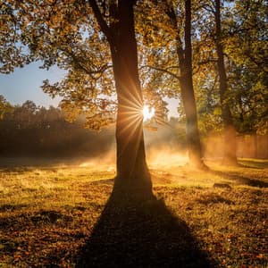 Melodías Suaves: Capas Musicales Lofi - Instrumentos puros