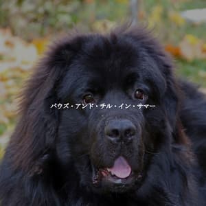 パウズ・アンド・チル・イン・サマー - Trabajar desde Casa