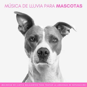 Música De Lluvia Para Mascotas: Melodías De Lluvia Relajantes Para Tratar La Ansiedad De Separación - Ruidos de la Selva