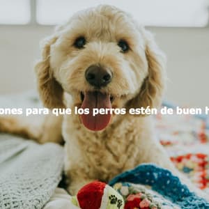 Canciones para que los perros estén de buen humor - Easy Listening Morning Music