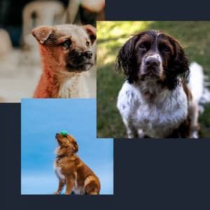 Backdrop for Calming Puppy - Dog Jazz Sounds